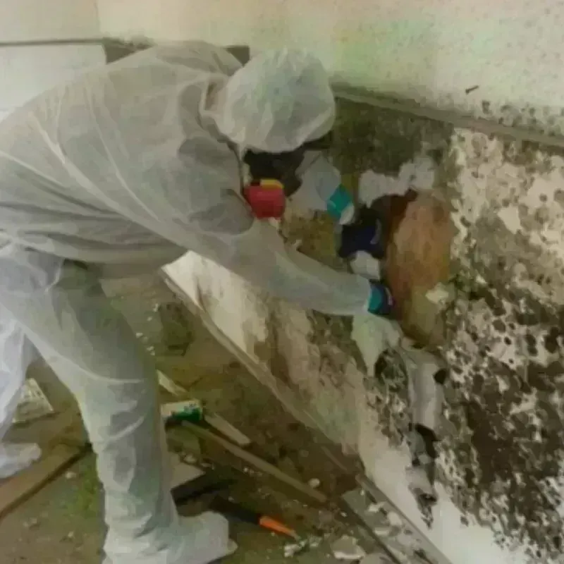 Mold Remediation and Removal in Sumner County, KS